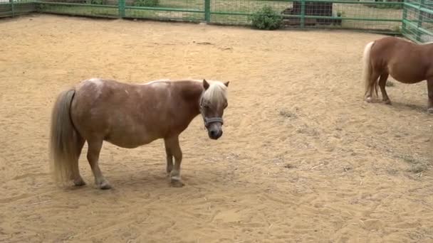 Um pequeno pônei caminha através do pasto animal raça jovem, campo de recreação de raça, cerco paisagem. Menina da infância, movimento — Vídeo de Stock