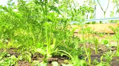 Yeşil domatesler bahçede organik yaz mevsiminde yetişir. Domates çiftliği vitamini, tarım ve besin maddeleri. Salata ekilmiş kiraz, tarım yaprakları.