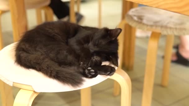 Svart katt på en stol sover i köket svart katt sitter, svart päls ingen blandat, slickar skärmar. Nimal vid gråt — Stockvideo