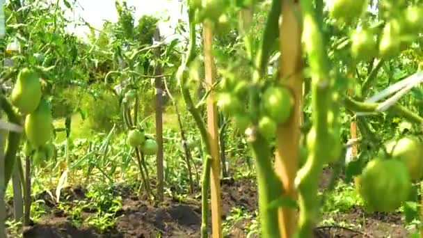 Tomates verdes crecen en el jardín en la hoja de invernadero crecen, tomates verdes vitamina nutrición cruda. Salud inmadura, hojas de cultivo — Vídeo de stock