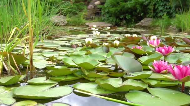 Розквіт болота рожева лілія водяна лілія вітряний погойдування, фон Лілі Регія рослинності, квітучий лотос залишають чесноти — стокове відео