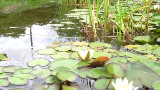 커다란 공원의 소아 교육가의 햇살 과 릴리 패드 hd 를 심었습니다. Ad regia spring, Oriental lotus leave virtuties — 비디오