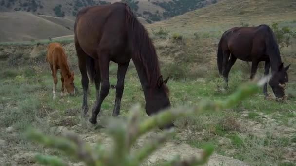 Caballos vagan por los pastos libres yegua escénica pastos, animales de vuelo. 4k ocho, de pie pezuña de quadcopter blanco granja galope — Vídeos de Stock