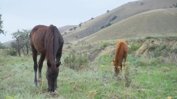 Cavalos percorrem o pasto livre verde, bonito uav selvagem cênica animal, ao ar livre. Cavaleiro oito, quadricóptero de rebanho galope de fazenda branco — Vídeo de Stock