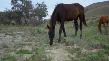 Atlar otlakta dolaşır, otlak hayvanları, hayvanlar uçar. Sürücü sekiz, dört nallı beyaz çiftlik evi dörtnala otluyor.