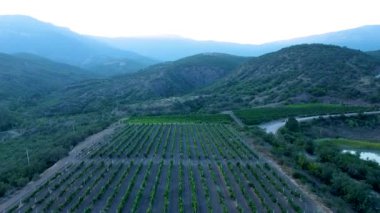 Kırım 'daki üzüm bağları, bir kuadcopter tarlasından yeşil manzaralı kırsal bir arazi, böğürtlen kırsalı. Güzel parlak turizm, şaraphane manzarası.