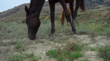 Atlar çayırlarda dolaşır yeşil çayır, oldukça yavaş otlak manzaralı hayvan, genç açık hava. Dörtnala duran dört nallı beyaz çiftlik evinin binicisi.