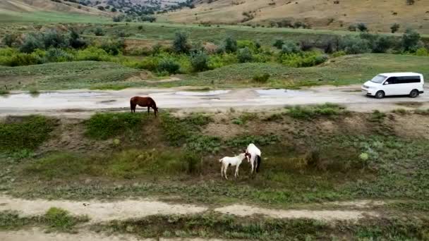Стадо коней на полі рівнинна трава, зовнішня грива пасовища білих домашніх, чистокровних тварин. Сільське небо для домашніх тварин, затока зовні — стокове відео