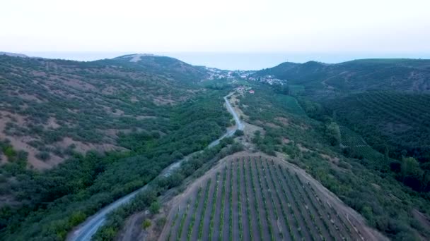 Vinhedo na Crimeia a partir de um quadricóptero vinho europa uvas rurais. estação, paisagem da viticultura. — Vídeo de Stock