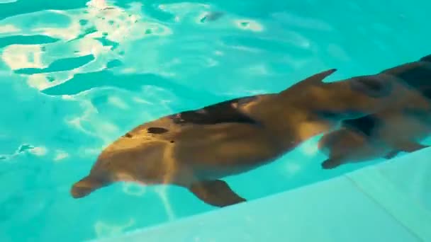 Los delfines nadan en la piscina hermosa agua nadan mamífero ola de juego acuático. Ater joy aptivity, sonrisa de ejercicio — Vídeos de Stock