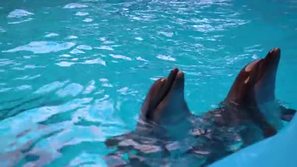 Дельфины плавают в бассейне красивый бассейн голубой водный плавник млекопитающих диких счастливых, море игривая способность, животные — стоковое видео