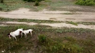 At sürüsü tarlada at çiftliği hayvanı, yaz güzeli yeşil safkan hayvanlar. Kırsal sürü safkan, dışarıda genç.