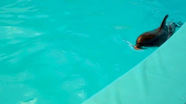 イルカのプールの美しい水の青い水族館、自然魚の生活、美しさのジャンプで泳ぐ。遊び心のある飼い慣らされたイルカ — ストック動画