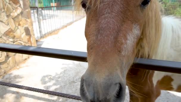 Koń w zoo wącha kamerę, plamisty brąz z białym, słonecznym dniem — Wideo stockowe