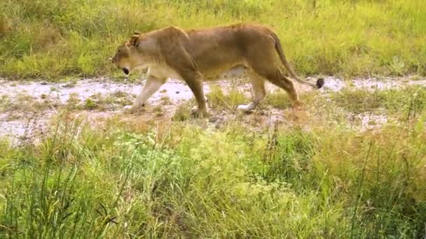 Passeggiate leonessa lungo l'orgoglio cacciatore di animali della fauna selvatica, felino femmina pantera sguardo orgoglio, grandi occhi botswana, animali — Video Stock