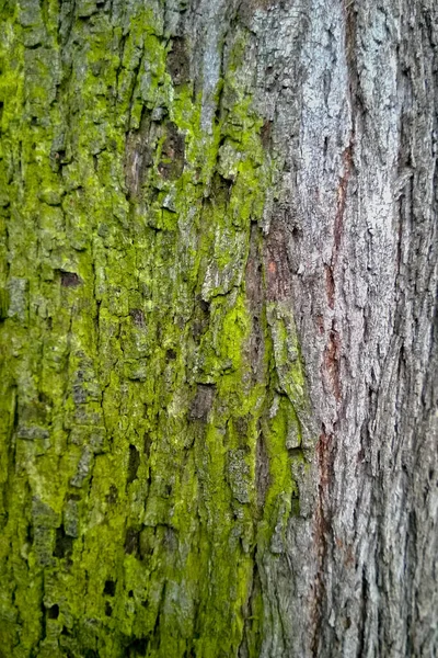 Tronco Árvore Com Musgo Verde Assumindo Casca Cinza Fechar — Fotografia de Stock