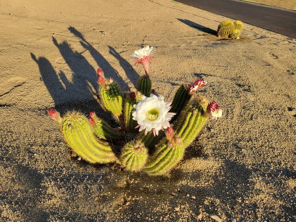 아리조나 가뭄은 선인장에 꽃봉오리가 관대하게 해준다 — 스톡 사진