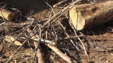 Yakın zamanda kesilmiş kütüklerin ve çam ağacının dallarının kuru ve toprak yüzeyde yatışının yakın çekimi.