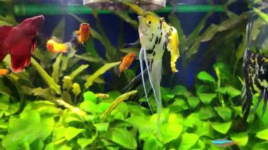 Bitkili bir akvaryumda beslenme beklentisiyle tropikal balıkların etkinliği en yüksek seviyededir.