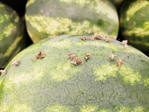 Dangerously sharp spines of woody burns Tribulus terrestris plant or Puncture Vine stuck in a thick green rind of watermelon