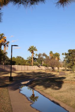 Conocido Park 'taki bahar yağmurundan sonra güneşli bir su birikintisinde Phoenix, Arizona' da bir palmiye ve gökyüzünün ayna benzeri yansıması.