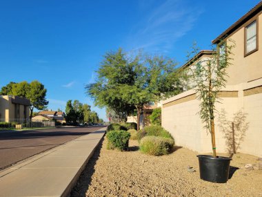 Şili Mesquite 24 kız konteynırında Xeriscaped caddesinin kenarına yerleştirilmiş sonbaharda ekim için, Phoenix, Arizon