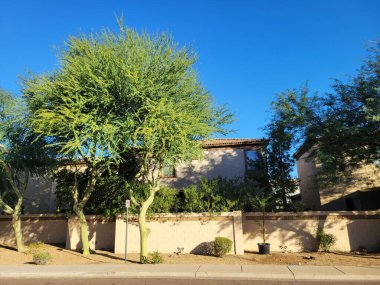 Arizona çöl stili, yol kenarlarında yeşil Palo Verde ve Mesquite ağaçlarıyla birlikte, sıcak sonbahar mevsiminin ortasında. 