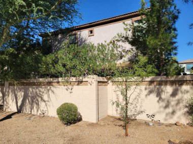 Yeni ekilmiş Şili Mesquite fidanı çöl stili Xeriscaped yol kenarı Phoenix, Arizona