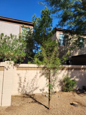 Yeni ekilmiş Şili Mesquite fidanı çöl stili Xeriscaped yol kenarı Phoenix, Arizona
