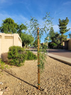 Yeni ekilmiş Şili Mesquite fidanı çöl stili Xeriscaped yol kenarı Phoenix, Arizona