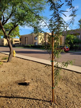 Yakın zamanda Şili Mesquite fidanlığı çöl stili Xeriscaped yol kenarı Phoenix, Arizona 'da eski bir ağaç kütüğünün yanına dikildi.