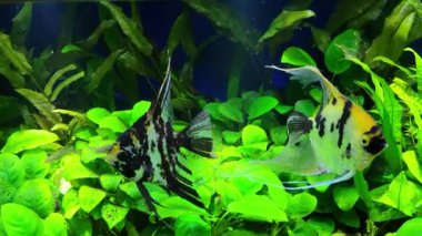 Siyah-beyaz çizgili ve altın mermer kuyruklu Gözcü Melek Balığı (Pterophyllum scalare), Danio ve kırmızı Platies 'i tatlı su ekilen bir akvaryumda hızla hareket ettirir.