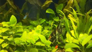 Yavaşça yüzen siyah-beyaz çizgili melek balığı (Pterophyllum scalare) tropikal ekili bir akvaryumda altın mermer kuyruklu balıkla karşılaşır.