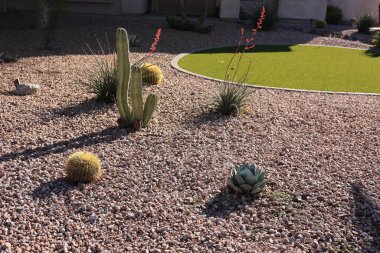 Fıçı ve sütun kaktüsü, agave ve kırmızı yukka ile Xeriscaped çöl tarzı arazi, Backlit shot