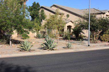 Büyük, olgun bir agave bitkisi, muhtemelen Agave Weberi ya da Agave Aurea gibi bir tür, bir yol ve kaldırım arasında Xeriscape bir arazide yetişiyor, Phoenix, Arizona