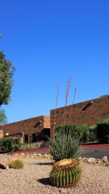 Golden barrel cacti and red yucca planted along roadside to create a desert-styled xeriscaped ground, Phoenix, Arizona; copyspace
