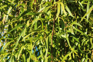 Parlak yeşil, uzun, dar, mızrak şekilli, ağlayan söğüt akasyası yaprakları Arizona 'nın ilk zamanlarında, doğa arka planında 