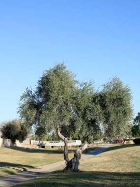 Sonbahar öğleden sonra Conocido Park, Phoenix, Arizona 'da iki bükülmüş gövdesi ve canlı yeşil gölgeliği olan Koroneiki zeytin ağacı.