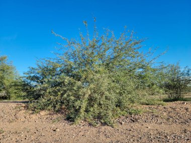Prosopis velutina aynı zamanda kadife mesquite olarak da bilinir. Arizona 'da ve sonbaharda Amerika' nın güneybatı çölünde doğal olarak yetişir.