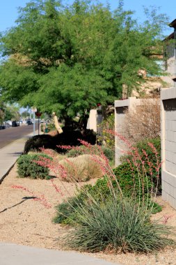 Arizona çölü yerlisi kızıl yukka ya da Hesperaloe parviflora tomurcuk sapının taze büyümesiyle Phoenix şehir caddesinde kemerli ince lifli yapraklarla çevrili Xeriscaping