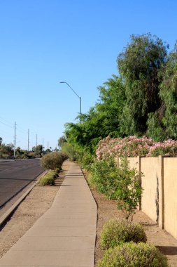 Pembe Oleander ve adaçayı çalıları, uzun gölgeli ağaçlarla birlikte, manzaralı sokak kaldırımları boyunca temiz mavi gökyüzünün altında, Arizona, Phoenix 'te bir çöl şehrinde.
