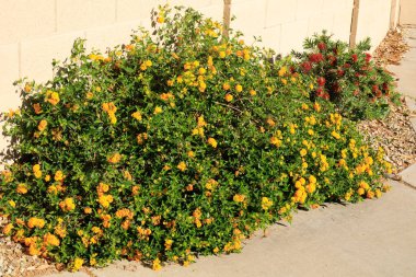 Arka planda çiçek açan altın Lantana Camara. Arizona ilkbaharının başlarında kırmızı cüce Callistemon.
