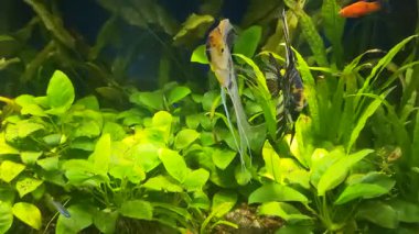 Siyah-beyaz çizgili ve altın mermer kuyruklu Gözcü Melek Balığı (Pterophyllum scalare), Danio ve kırmızı Platies 'i tatlı su ekilen bir akvaryumda hızla hareket ettirir.