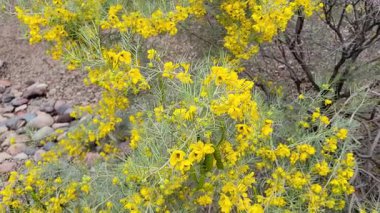 Sıcak Arizona kışında Senna artemisioides çalısı, yaygın olarak Feathery Cassia veya Silver Cassia olarak bilinir.