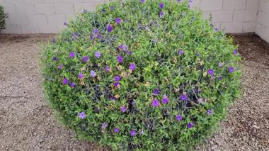 Kış çiçekli Texas Sage ya da Arizona, Phoenix 'in banliyölerinde yetişen Löcophyllum frutescens