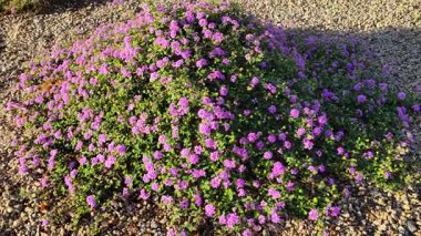 Lantana Montevidence ya da Trailing Lantana in the city side xeriscaping, Phoenix, AZ