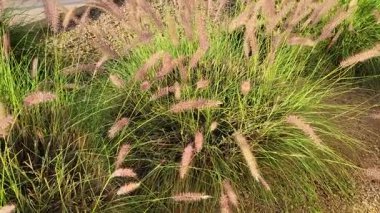 Arizona 'da yetişen Çeşme Çimleri ve Teksas Çayırı Çayırı ve Çeşme Çayırı ve Teksaslı Adaçayı