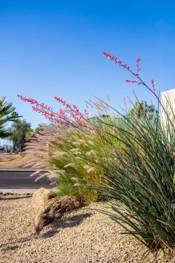 Arizona çölü yerli kırmızı yukka, uzun saplı kırmızı çiçek tomurcukları ve fibröz yaprakları ile birlikte Phoenix sokak fotokopisinde Afrika Çeşmesi çimenleri; kopyalama alanı