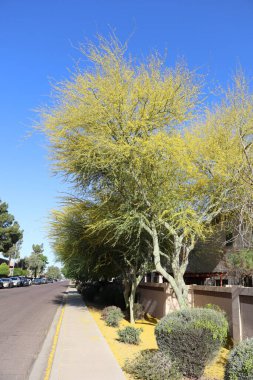 Phoenix, AZ - 26 Nisan 2025: Parlak, güneşli bir gün sahnesi Sonoran Çölü 'nde sıkça rastlanan Palo Verde ağaçlarının yer aldığı, kaldırım ve kaldırıma park etmiş araçların bulunduğu, yolun solunda park edilmiş bir konutlandırma komedisi bulunan caddesi.
