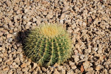 Xeriscaped çöl tarzı bahçe tarlası. Yeni ekilmiş altın varil kaktüsü, Echinocactus grusonii.